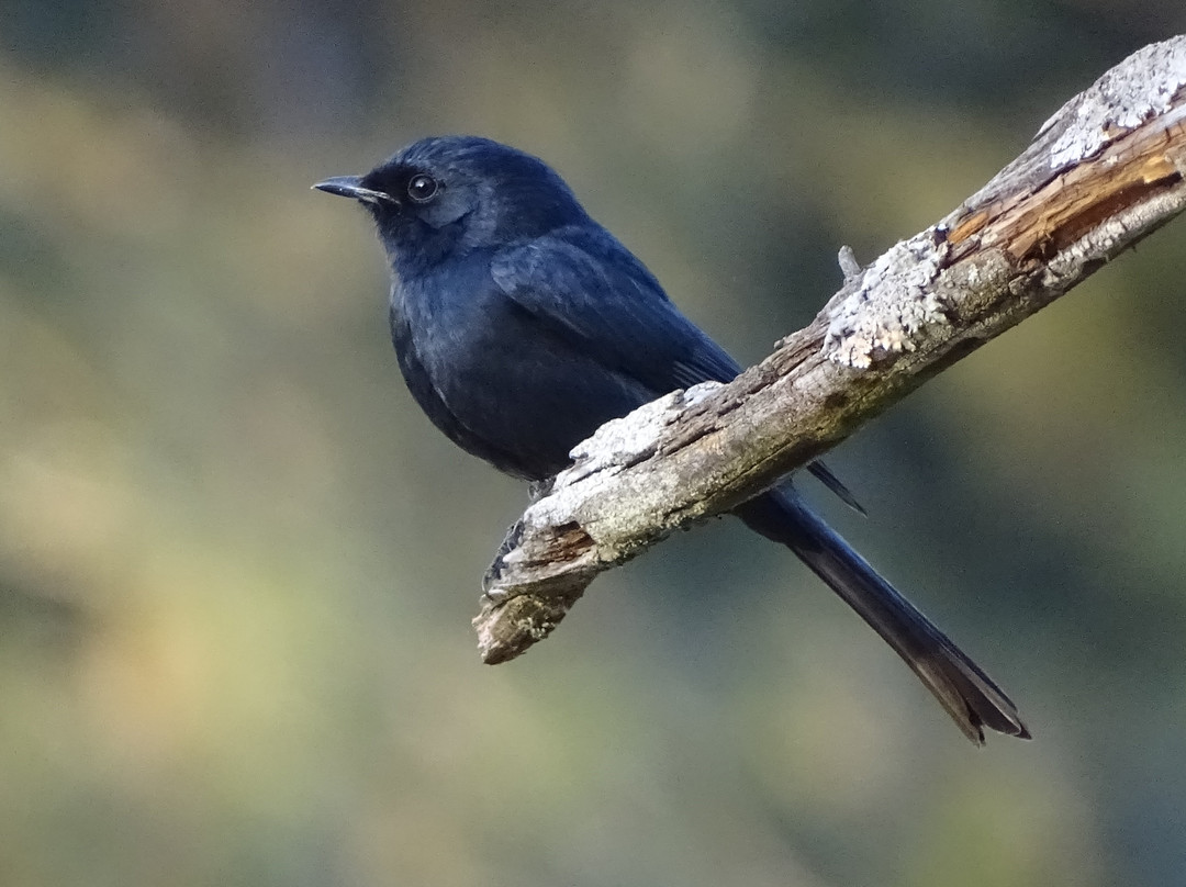Wylie Park-彼得马里茨堡必去景点