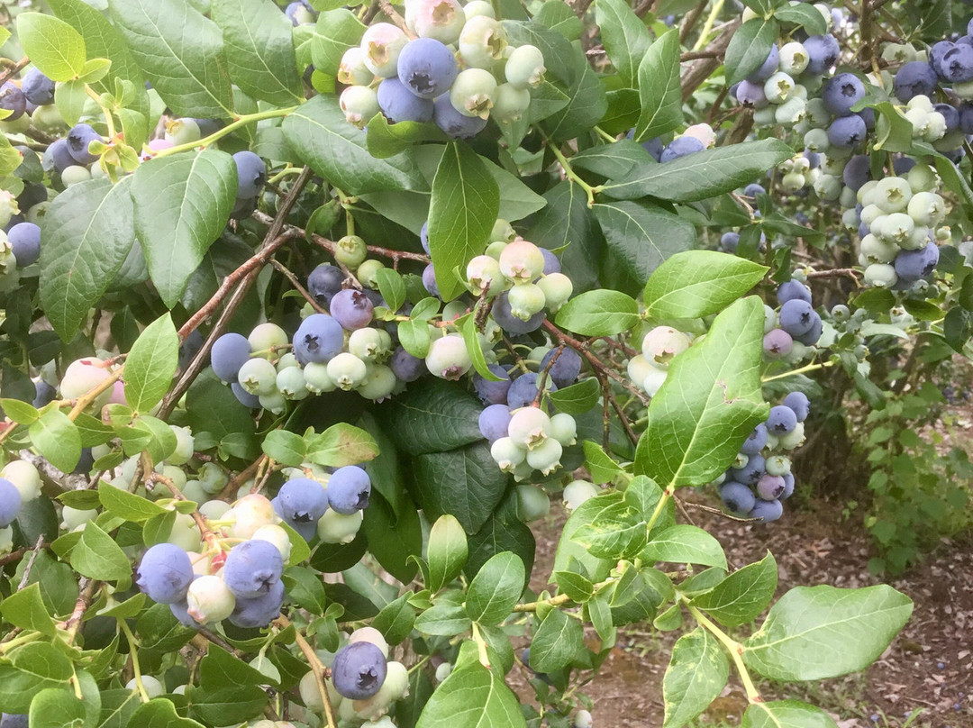 Beary Blue Acres景点图片