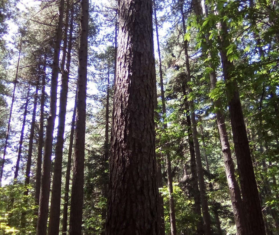 Monte Cocuzzo-Mendicino必去景点