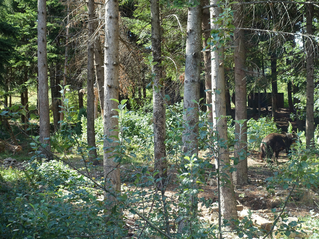 Museo dell’Orso Marsicano景点图片