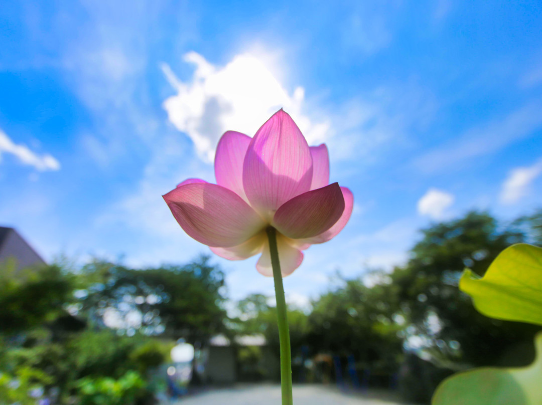 Koshoji Temple-森町必去景点