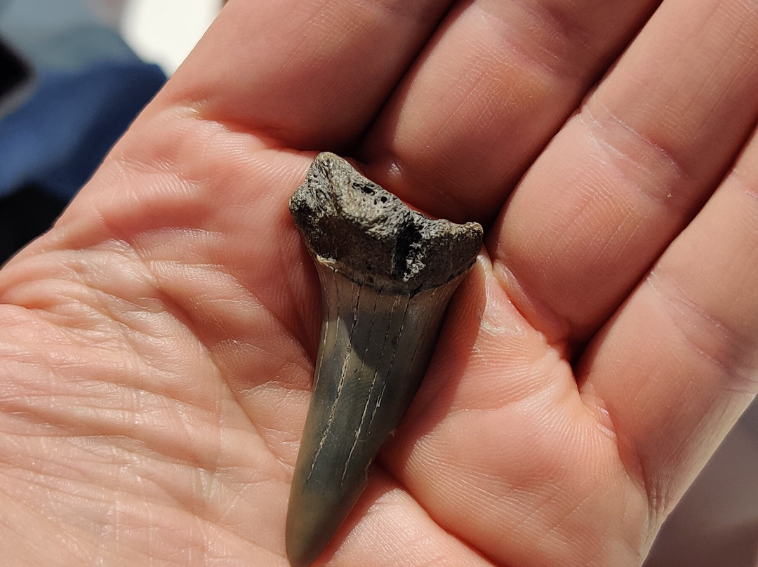 Island Hopper Boat Charters-福利比奇必去景点