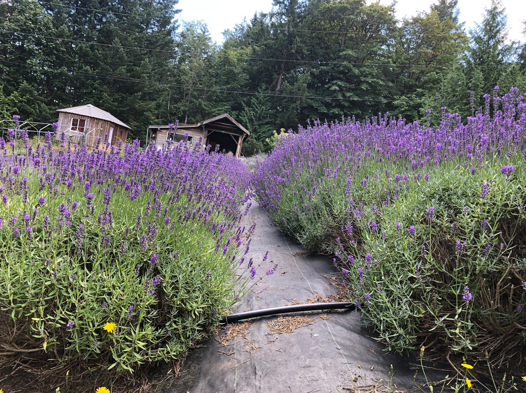 Sacred Mountain Lavender Farm景点图片