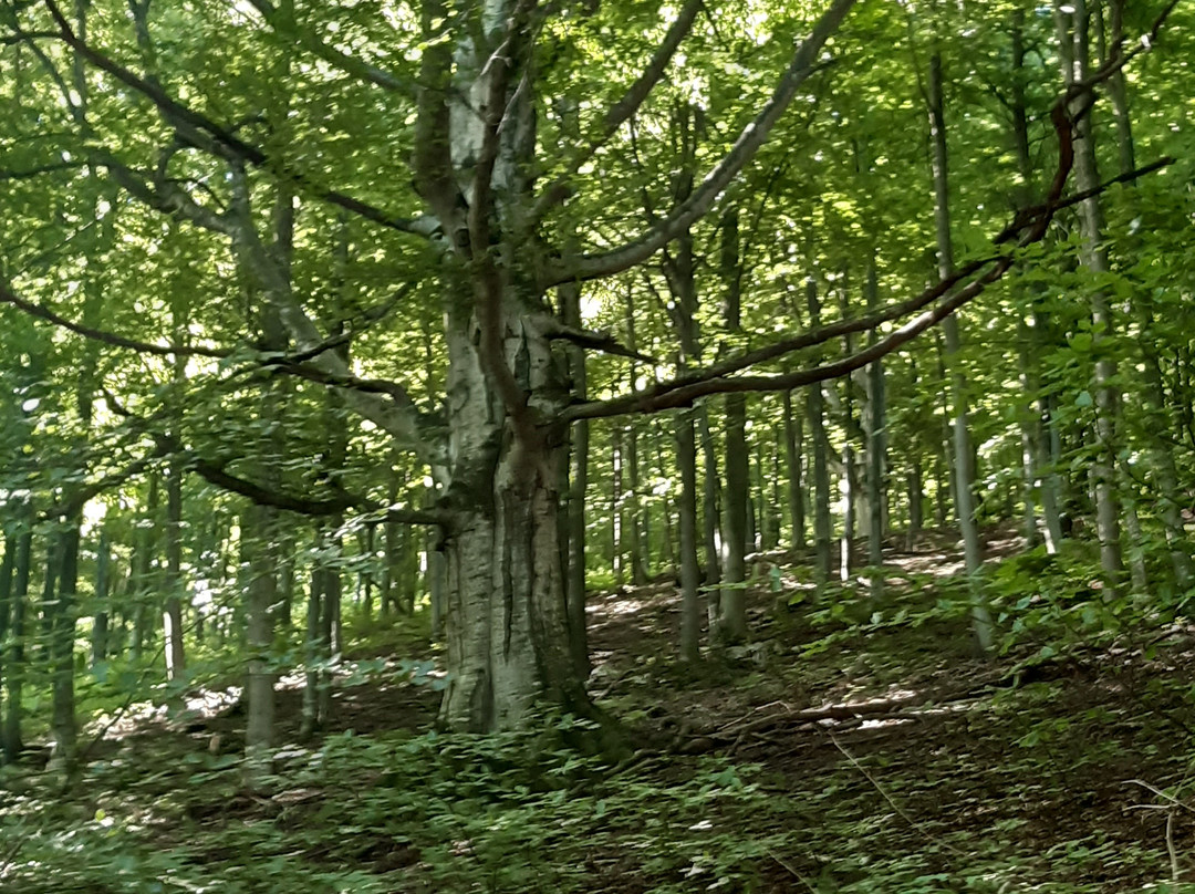 Il Sentiero dei Grandi Alberi-Morterone必去景点