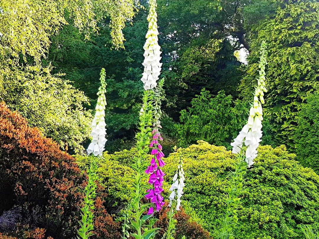 The Valley Gardens景点图片