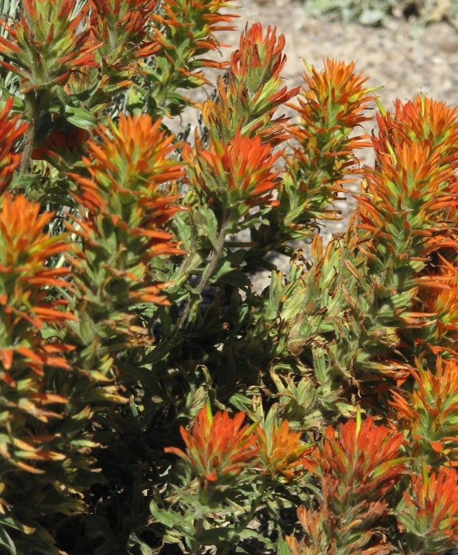 Orton Botanical Garden-特温福尔斯必去景点