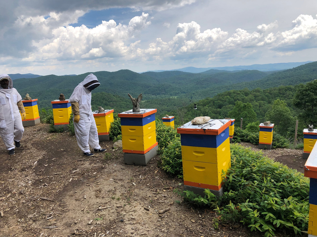 Killer Bees Honey景点图片