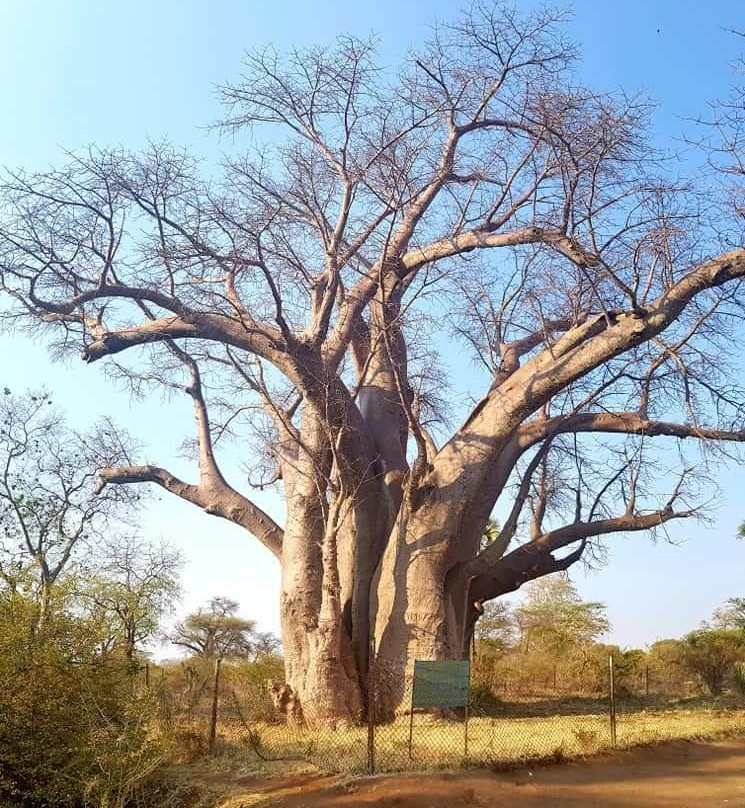 The Big Tree景点图片