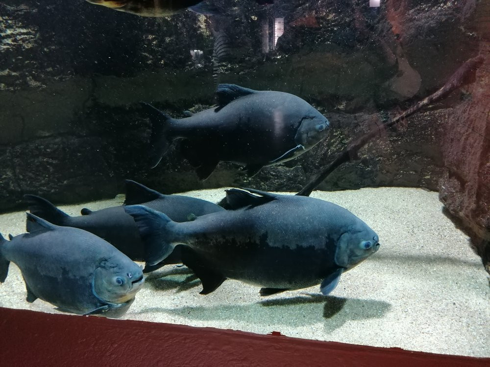 Aquarium Des Tropiques景点图片