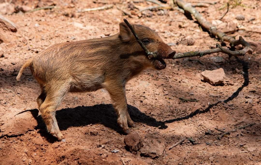 Wild- und Wanderpark景点图片