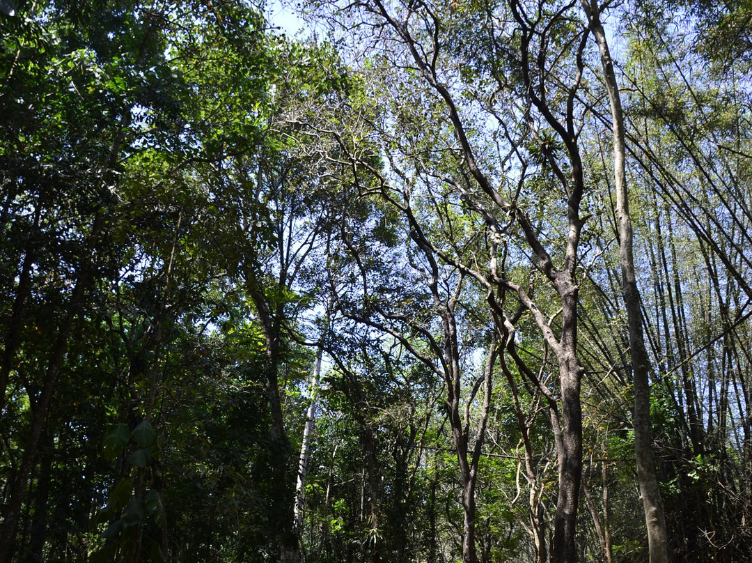 Kodanand Elephant Training Centre-Kodanad必去景点