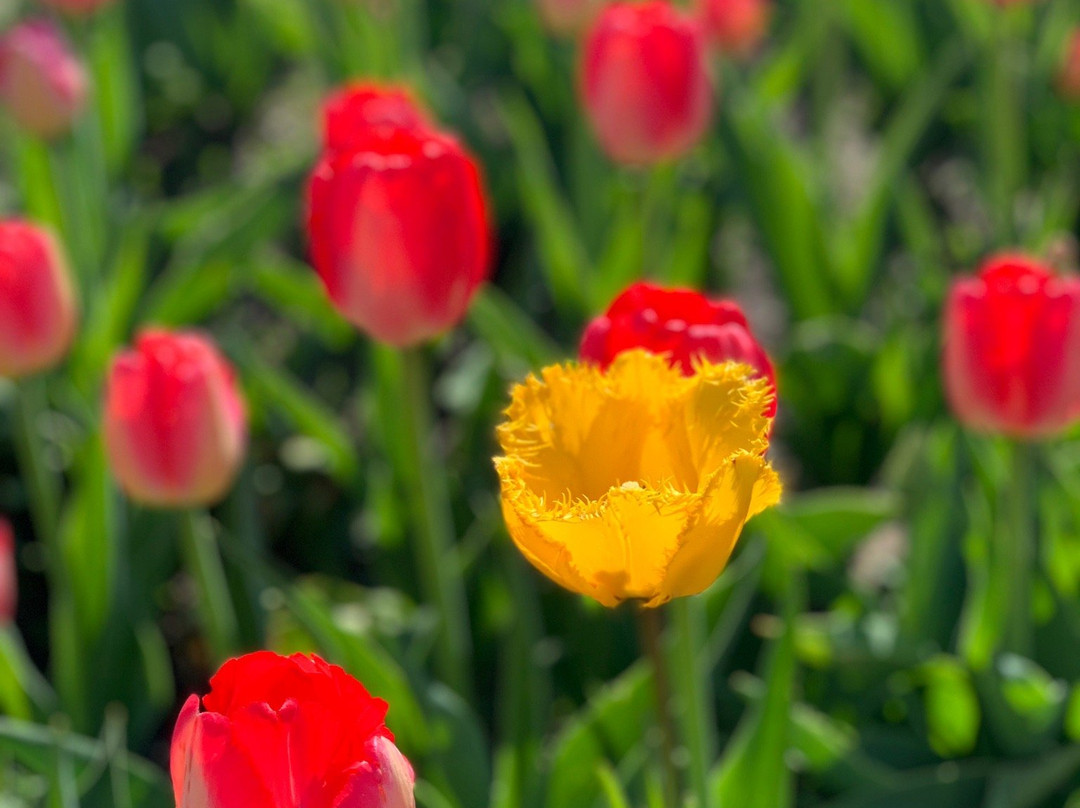 Window on the Waterfront-荷兰村必去景点