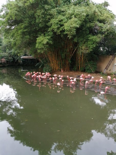 Zoologico de Cali-卡利必去景点