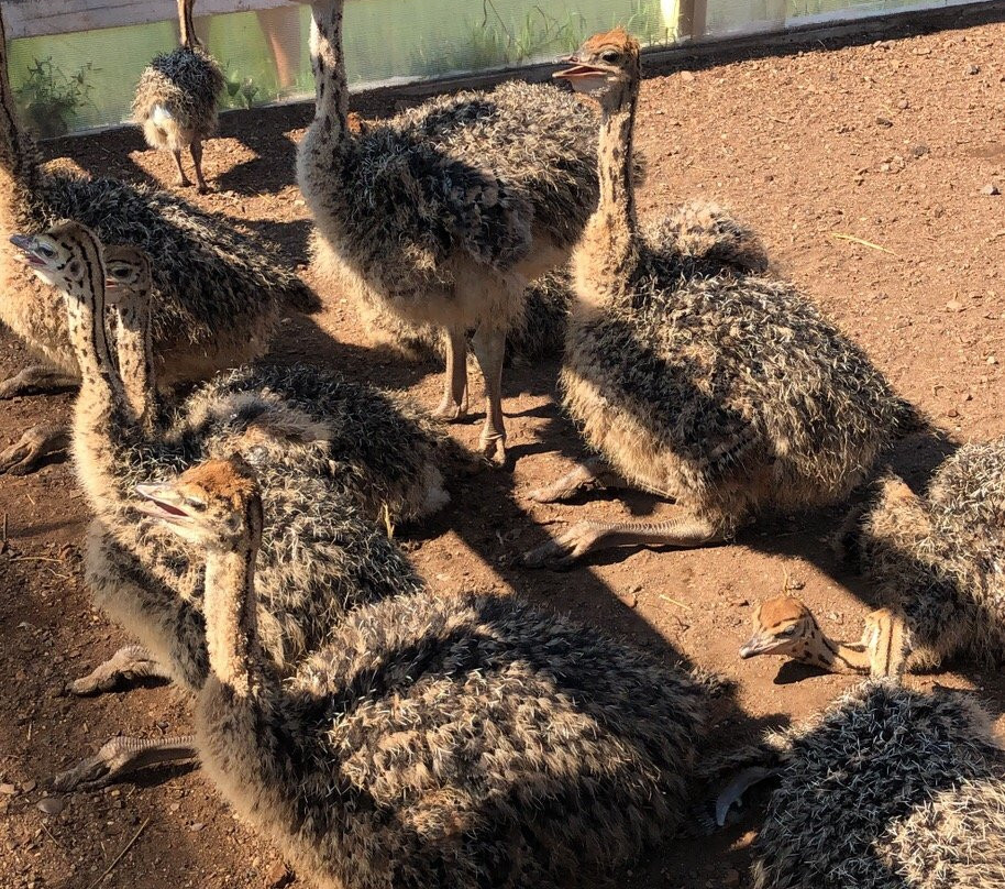 Ostrich Farm Velikolepny Straus-Inzelga必去景点