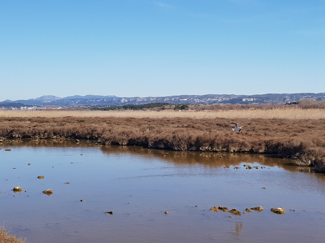 Site naturel protege de l'etang de Bolmon-Chateauneuf-les-Martigues必去景点