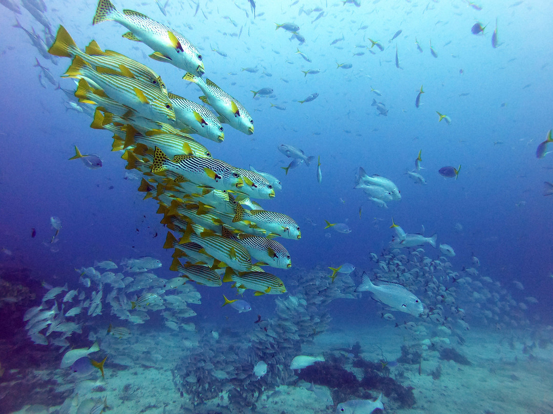 Soul Scuba Divers-Kri Island必去景点