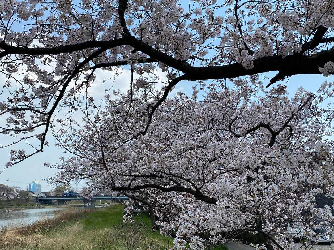 Kaizogawa Riverbank景点图片