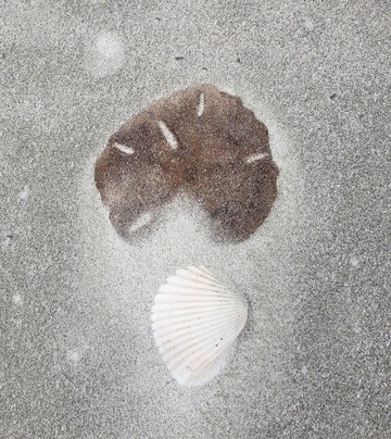 Glass Bottom Kayak Tours-美特尔海滩必去景点