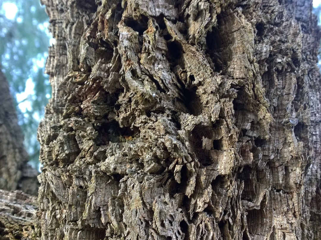 Peter Francis Points Arboretum-Coleraine必去景点