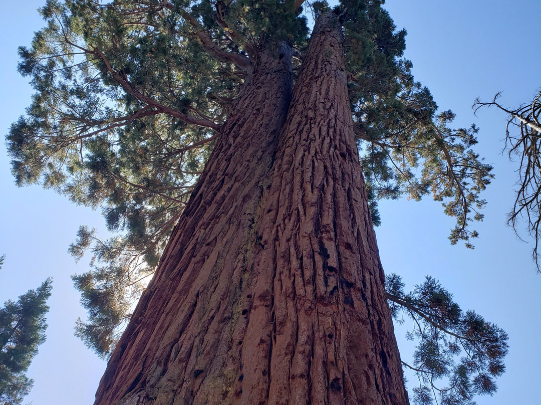 Mariposa Grove of Giant Sequoias景点图片