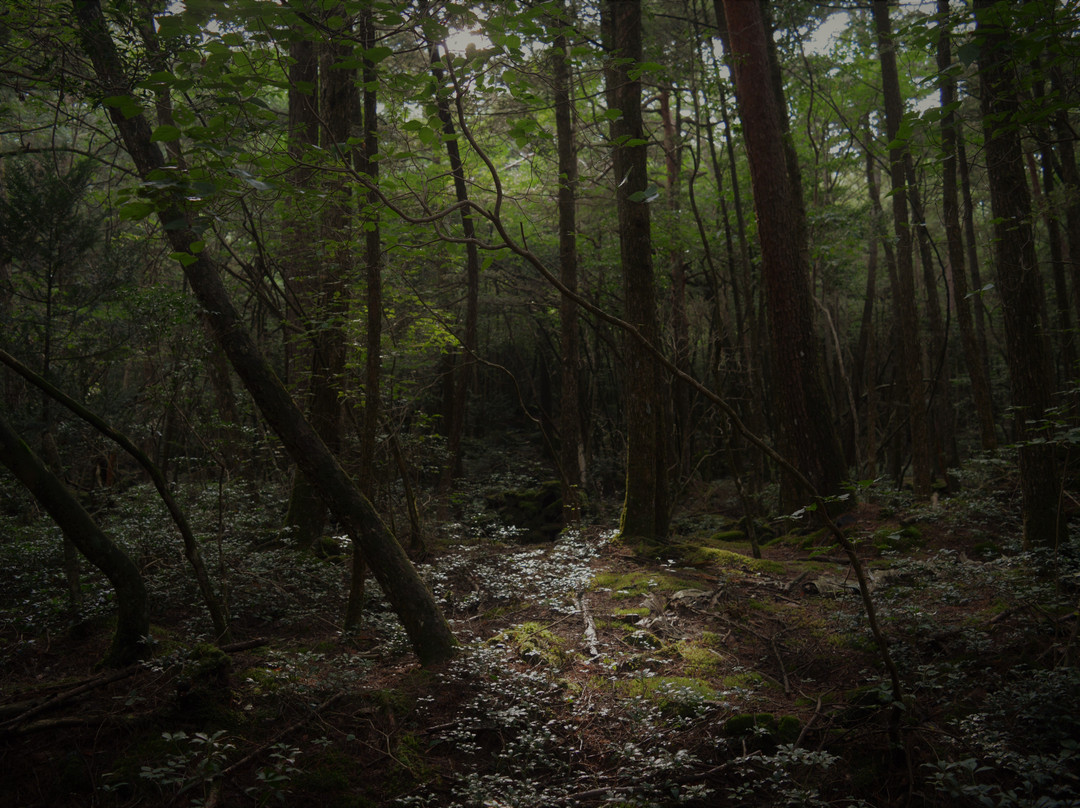Aokigahara Forest景点图片