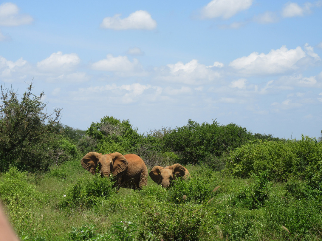 Tsavo Safaris Tours-查佛必去景点