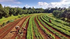 Eat The Rainbow Vegan Cooking Class-阿那荷拉必去景点