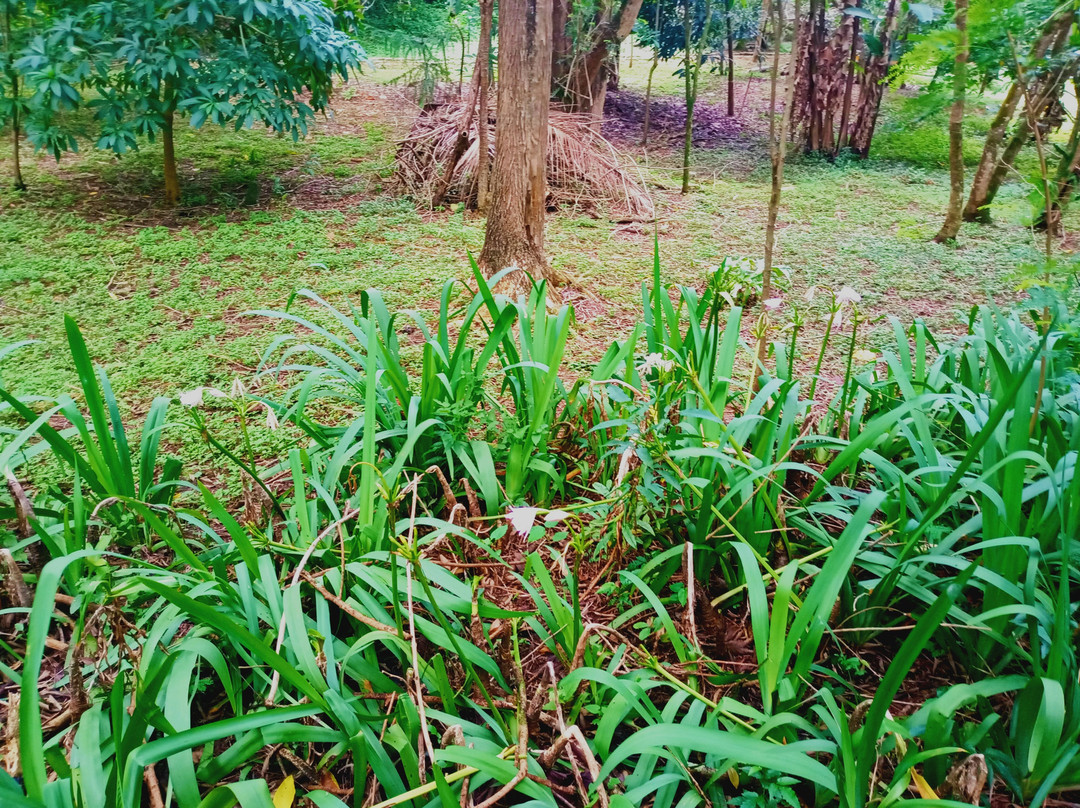 Teresa Maia Park-Cotia必去景点