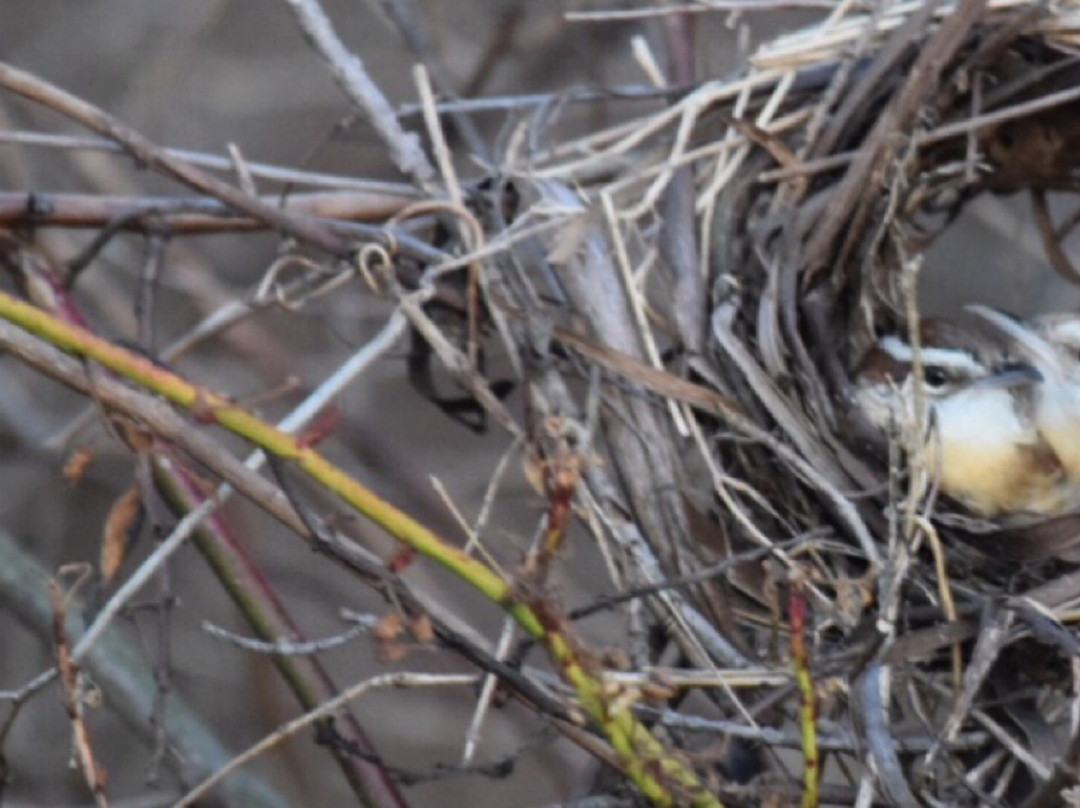 Middle Creek Wildlife Management Area景点图片