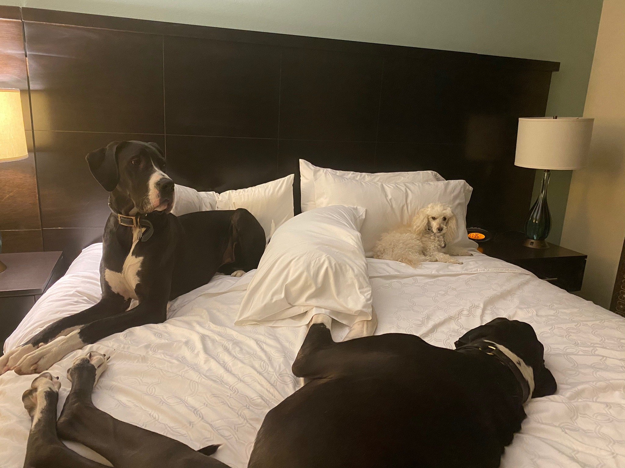 Staybridge Suites Bismarck By IHG-官方