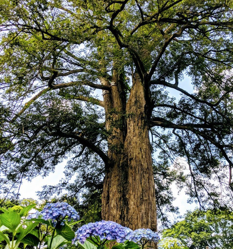 Kosho-ji Temple-稻城市必去景点