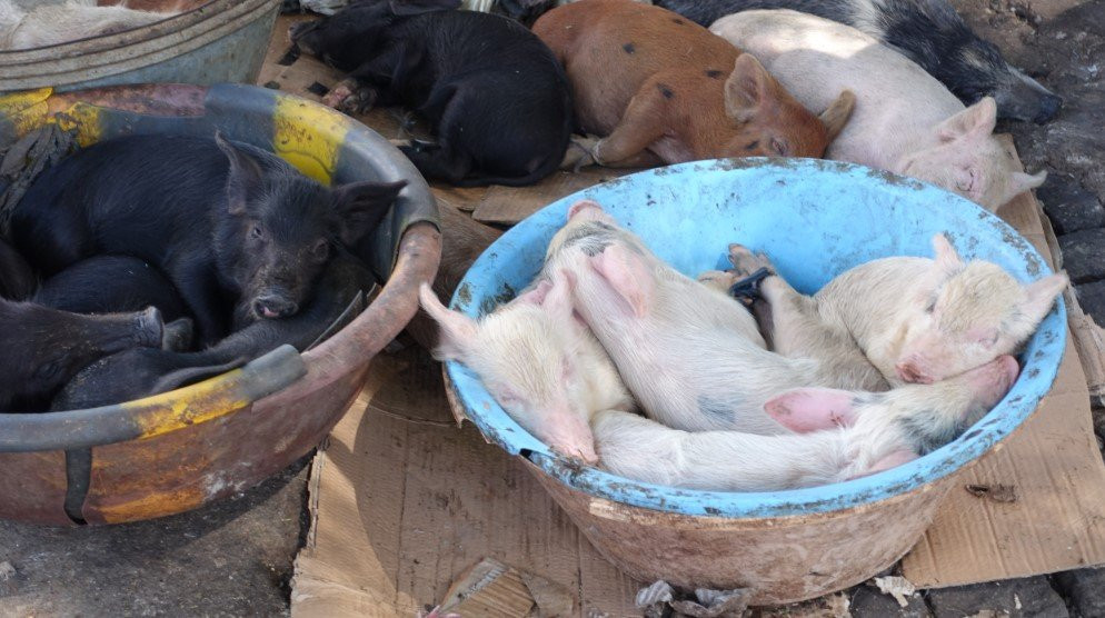 Mercado de Sucupira-培亚必去景点