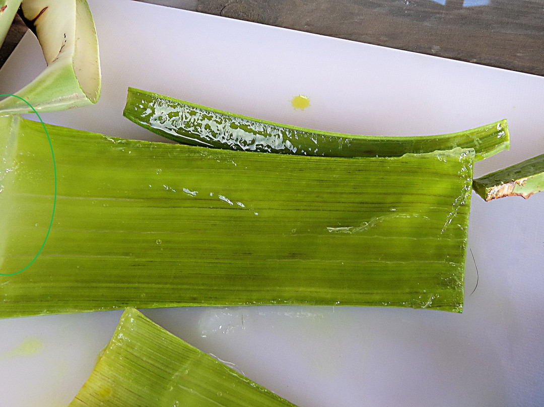 Finca Canarias Aloe Vera景点图片