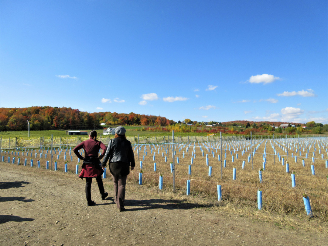 Vignoble Les Vents D'ange-Saint-Joseph-du-Lac必去景点