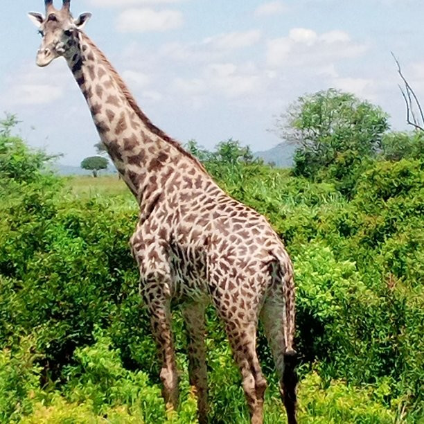 Mikumi National Park-米库米国家公园必去景点