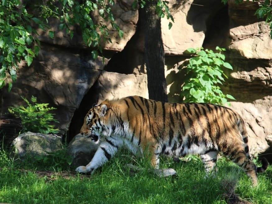 圣路易斯动物园-圣路易斯必去景点