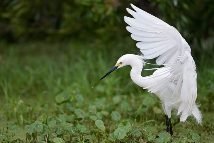 The Atchafalaya Experience景点图片