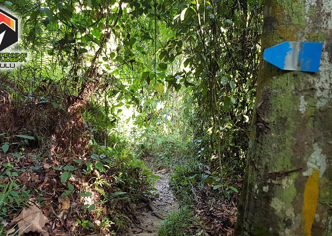 Jungle Trekking Taman Tumbina Bintulu景点图片