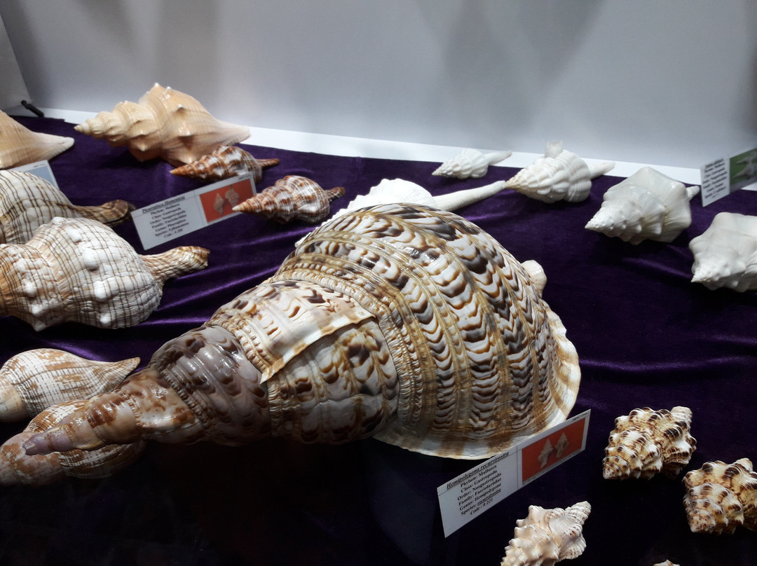 Isfahan Seashell Museum景点图片