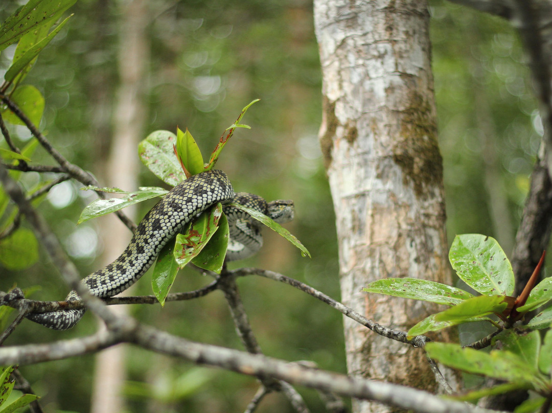 Langkawi Mangrove Night Safari景点图片