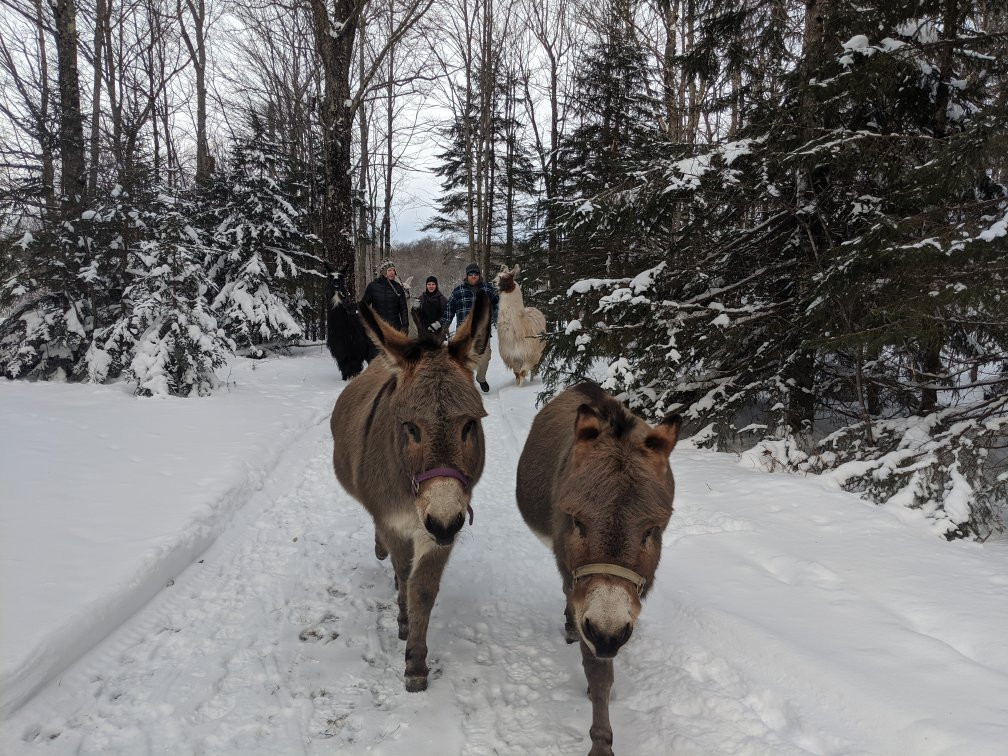 Moose River Farm景点图片