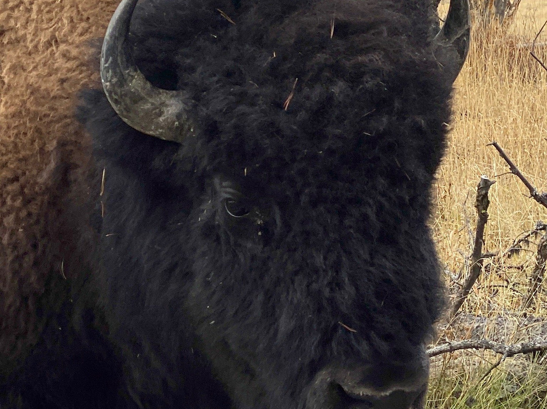 Freeheel and Wheel-西黄石镇必去景点