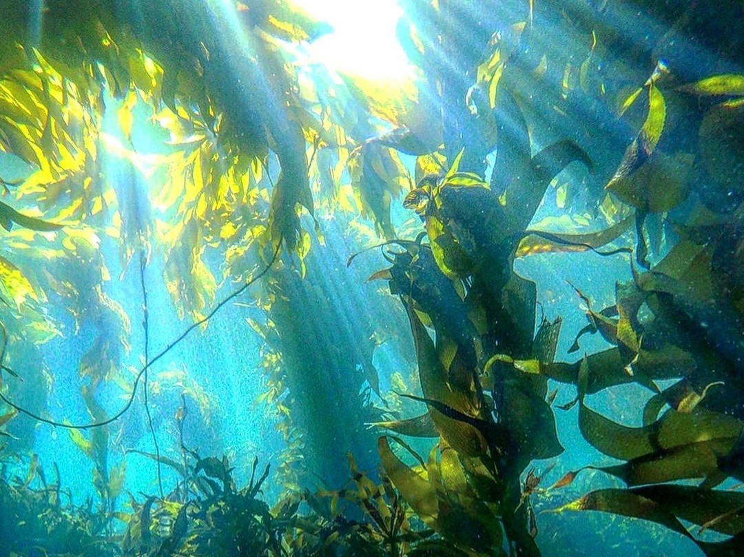 Stewart Island Snorkeling Adventures景点图片