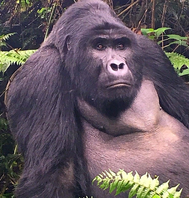 Gorillas and Wildlife Safaris景点图片