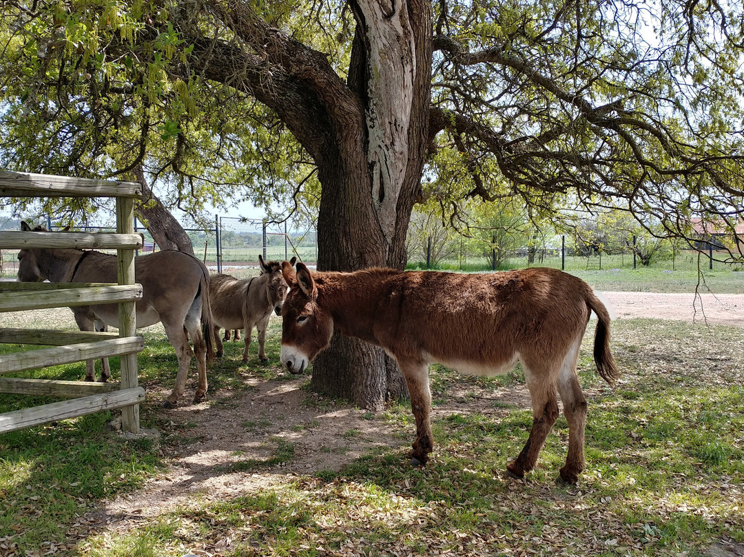 Chisholm Trail Winery-弗雷德里克斯堡必去景点