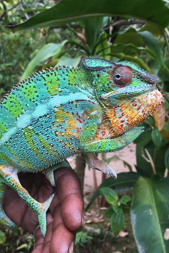 Madagascar Green Tours景点图片