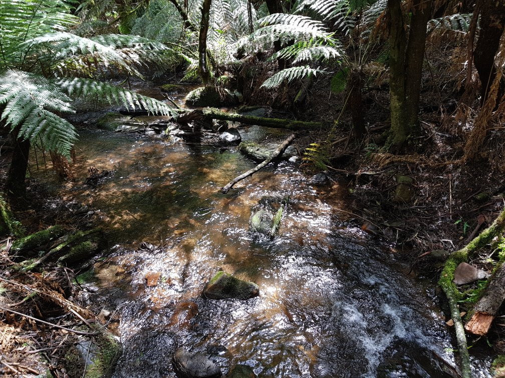 Wirrawilla Rainforest Walk景点图片