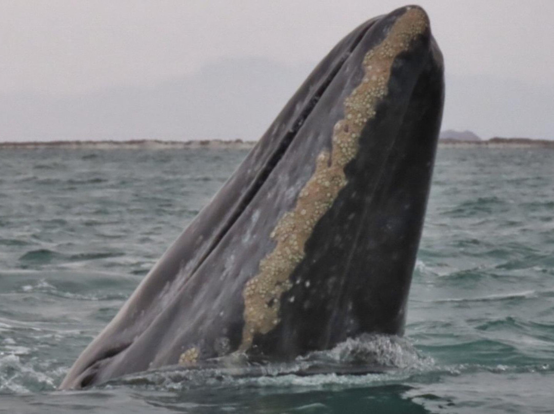 Legacy Whale Watch