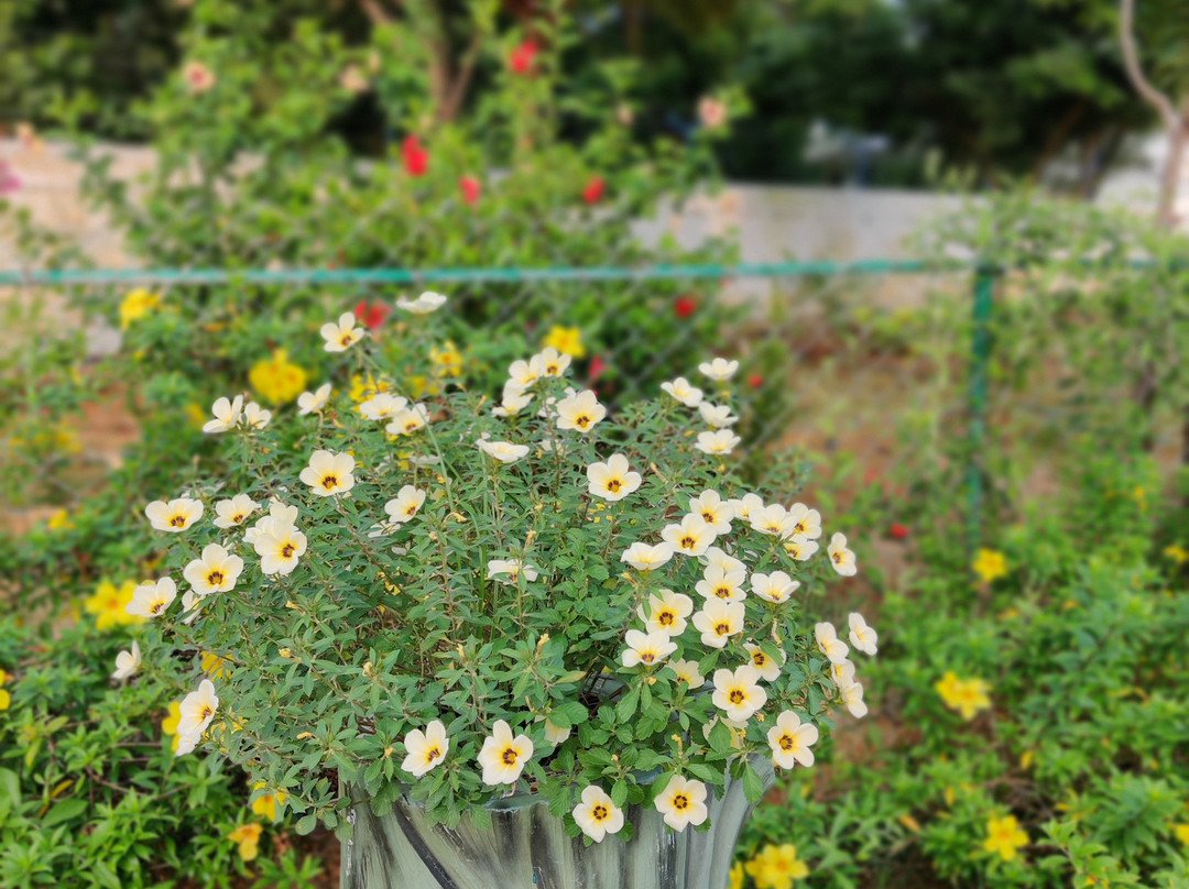 Seagate Church View Resorts主图