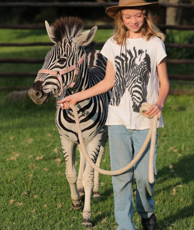 Zebra Interaction-Rayton必去景点